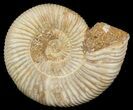 Perisphinctes Ammonite - Jurassic #46899-1